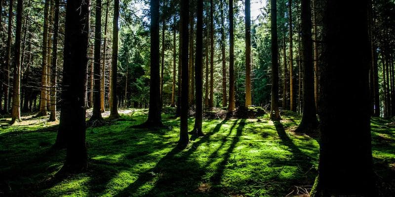 The Future of AI in SaaS